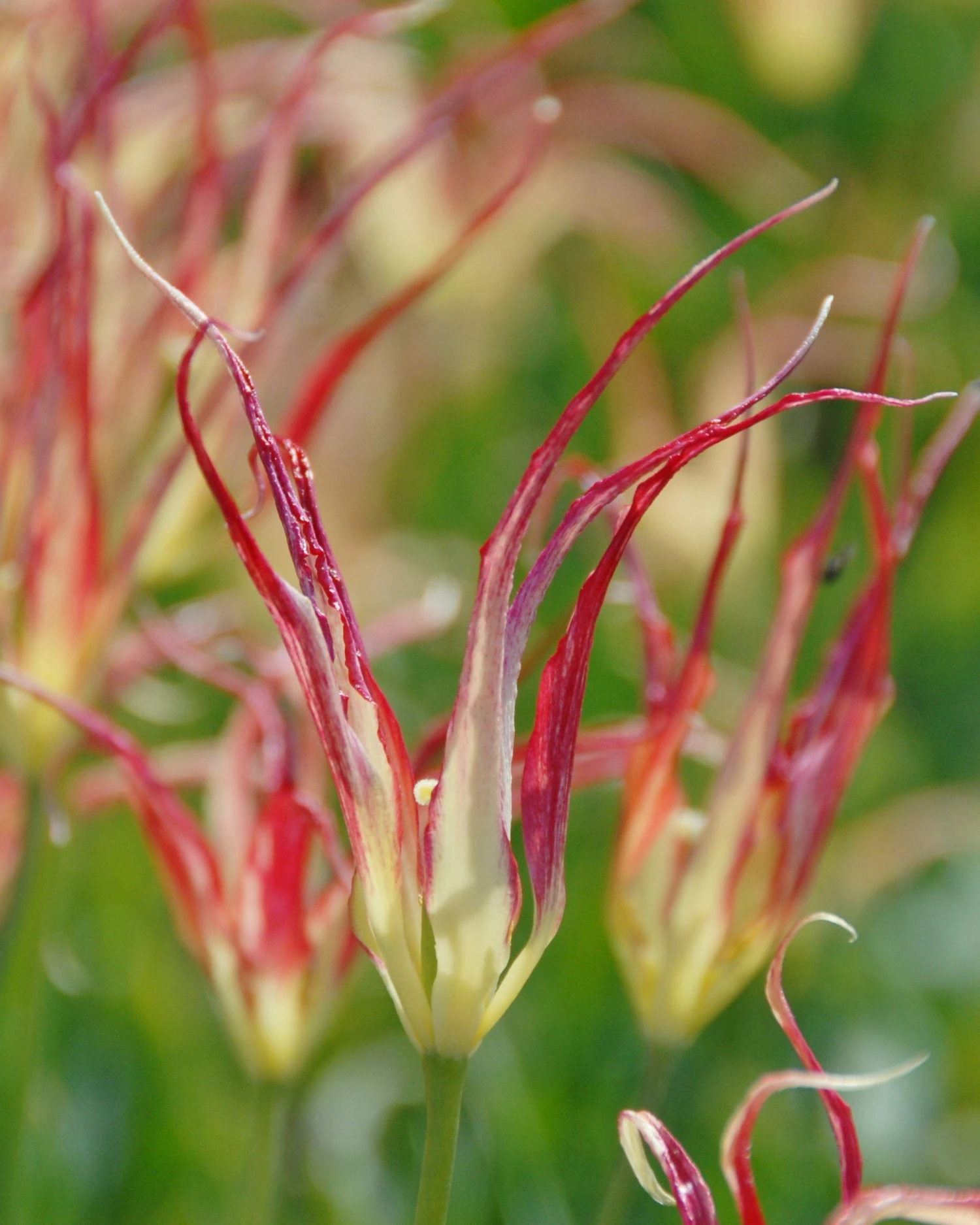 Tulip Acuminata 4 Tulip Acuminata - Image 2