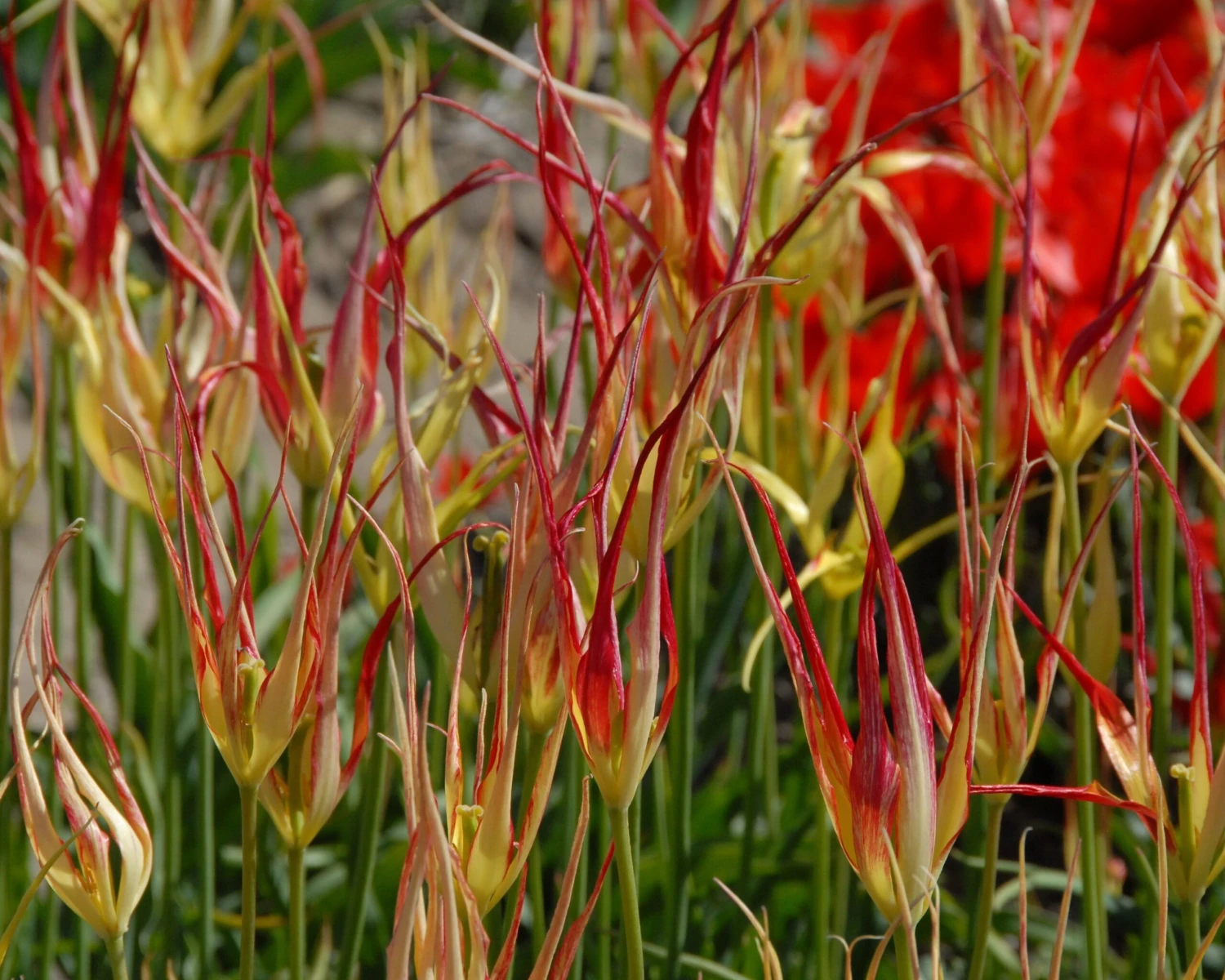 Tulip Acuminata 8 Tulip Acuminata - Image 6