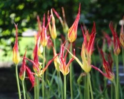 Tulip Acuminata 12 Tulip Acuminata -Beauty Flowers Shop tulip acuminata 5