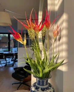 Tulip Acuminata 10 Tulip Acuminata -Beauty Flowers Shop tulip acuminata 9