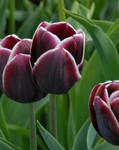 Tulip 'Alexander Pushkin'