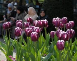 Tulip 'Alexander Pushkin' 7 Tulip 'Alexander Pushkin' -Beauty Flowers Shop tulip alexander pushkin 2