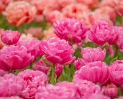 Tulip 'Amazing Grace' 16 Tulip 'Amazing Grace' -Beauty Flowers Shop tulip amazing grace 2