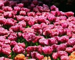 Tulip 'Amazing Grace' 17 Tulip 'Amazing Grace' -Beauty Flowers Shop tulip amazing grace 2 5d500f45 9253 472b 93ad 0fa2e3ad5abd