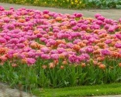 Tulip 'Amazing Grace' 15 Tulip 'Amazing Grace' -Beauty Flowers Shop tulip amazing grace 3