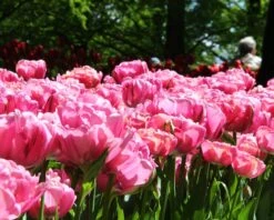 Tulip 'Amazing Grace' 13 Tulip 'Amazing Grace' -Beauty Flowers Shop tulip amazing grace 3 535d2e64 48a6 4e57 b9ba 74491e71800e