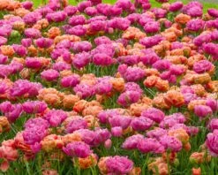 Tulip 'Amazing Grace' 14 Tulip 'Amazing Grace' -Beauty Flowers Shop tulip amazing grace 4