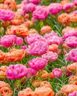 Tulip 'Amazing Grace' 12 Tulip 'Amazing Grace' -Beauty Flowers Shop tulip amazing grace 5