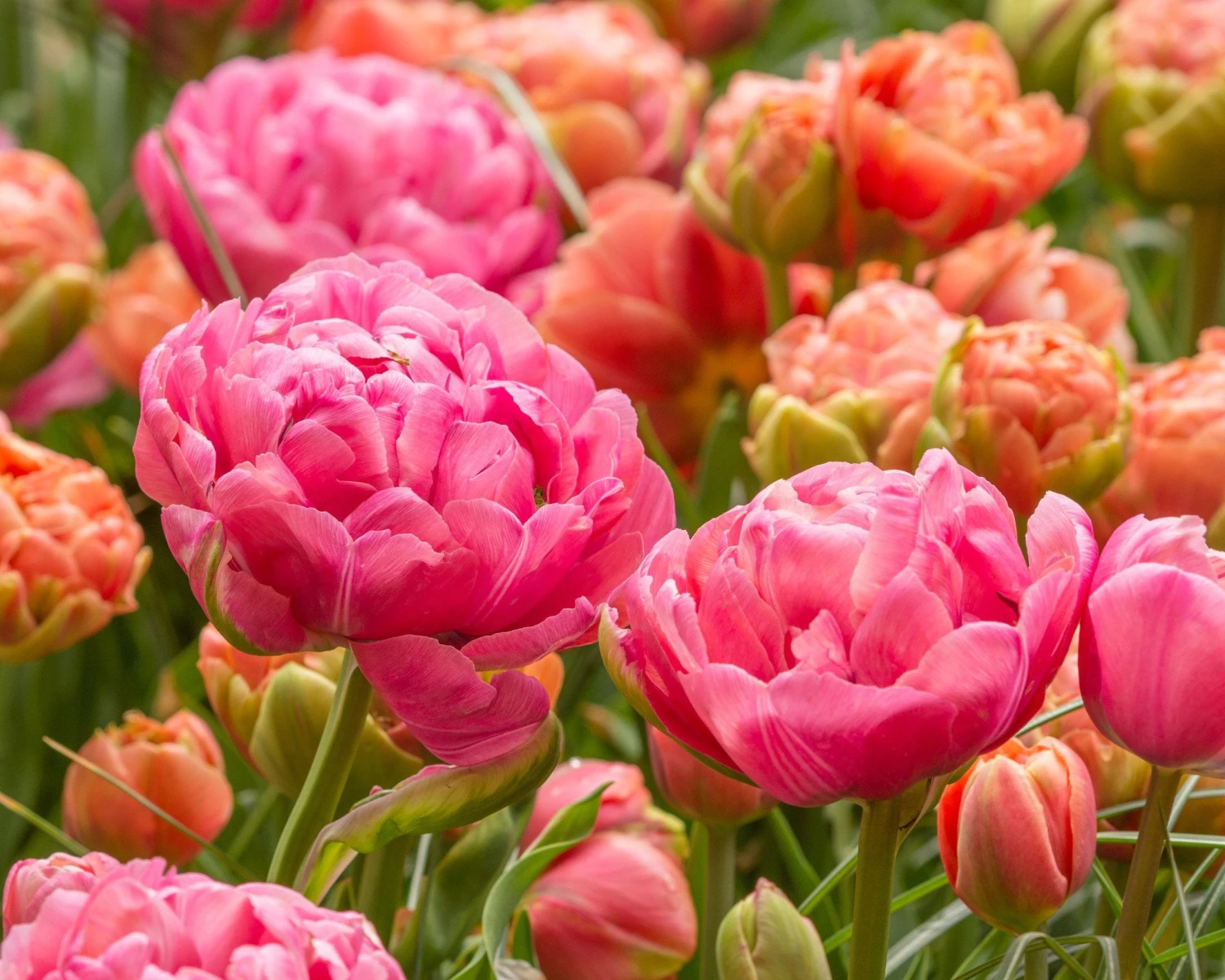 Tulip 'Amazing Grace' 4 Tulip 'Amazing Grace' - Image 2