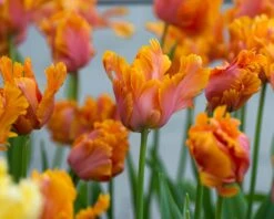 Tulip 'Amazing Parrot' 19 Tulip 'Amazing Parrot' -Beauty Flowers Shop tulip amazing parrot 1