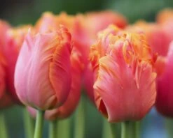 Tulip 'Amazing Parrot' 25 Tulip 'Amazing Parrot' -Beauty Flowers Shop tulip amazing parrot 10