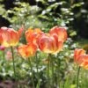 Tulip 'Amazing Parrot' 1 Tulip 'Amazing Parrot' -Beauty Flowers Shop tulip amazing parrot 11