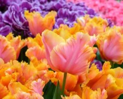 Tulip 'Amazing Parrot' 17 Tulip 'Amazing Parrot' -Beauty Flowers Shop tulip amazing parrot 2