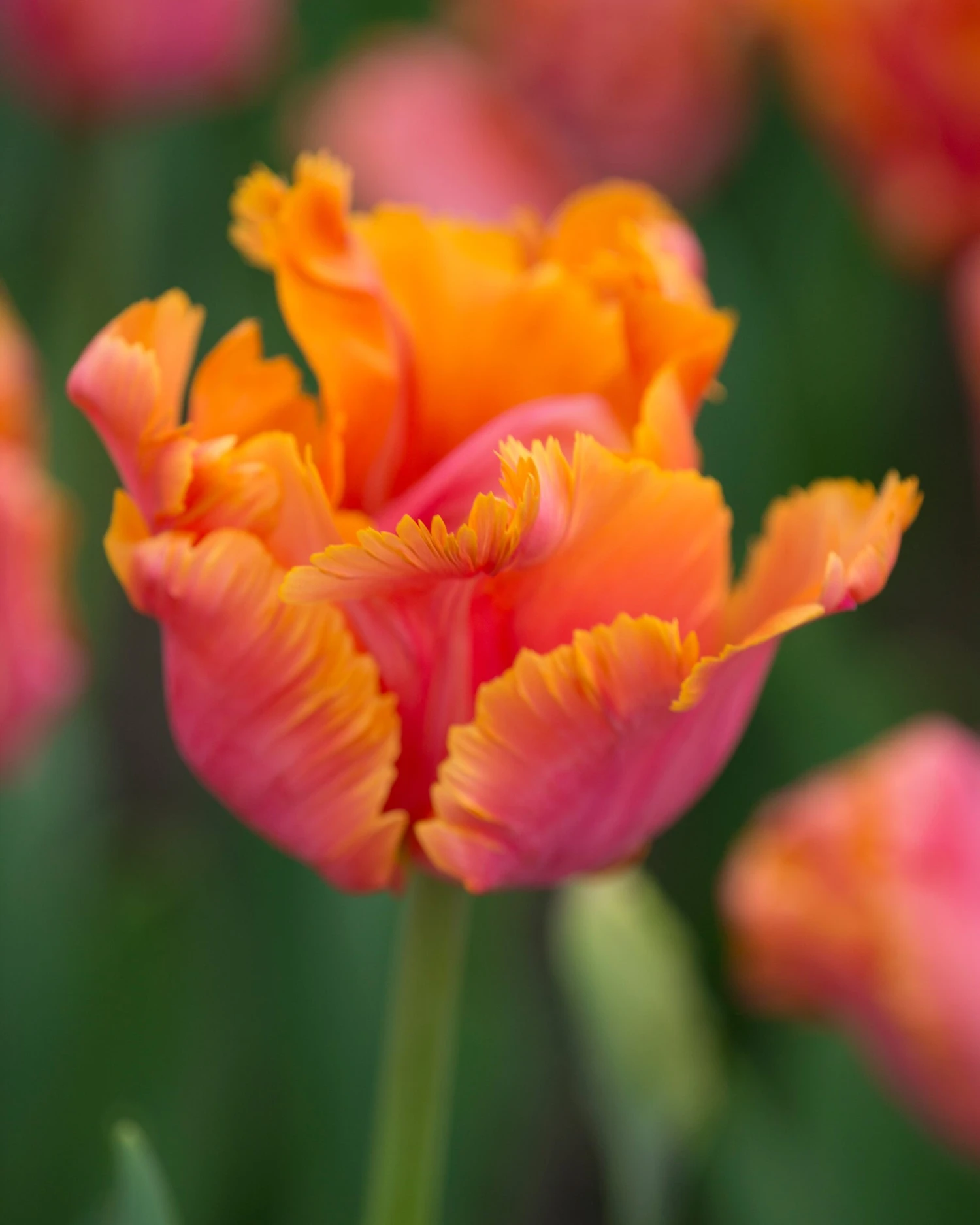 Tulip 'Amazing Parrot' 5 Tulip 'Amazing Parrot' - Image 3