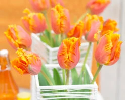 Tulip 'Amazing Parrot' 21 Tulip 'Amazing Parrot' -Beauty Flowers Shop tulip amazing parrot 5