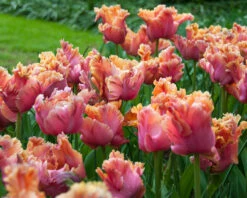 Tulip 'Amazing Parrot' 23 Tulip 'Amazing Parrot' -Beauty Flowers Shop tulip amazing parrot 7