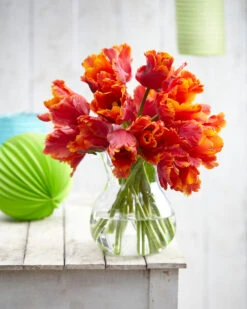 Tulip 'Amazing Parrot' 24 Tulip 'Amazing Parrot' -Beauty Flowers Shop tulip amazing parrot 8