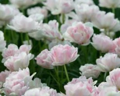 Tulip 'Angelique' 17 Tulip 'Angelique' -Beauty Flowers Shop tulip angelique 1