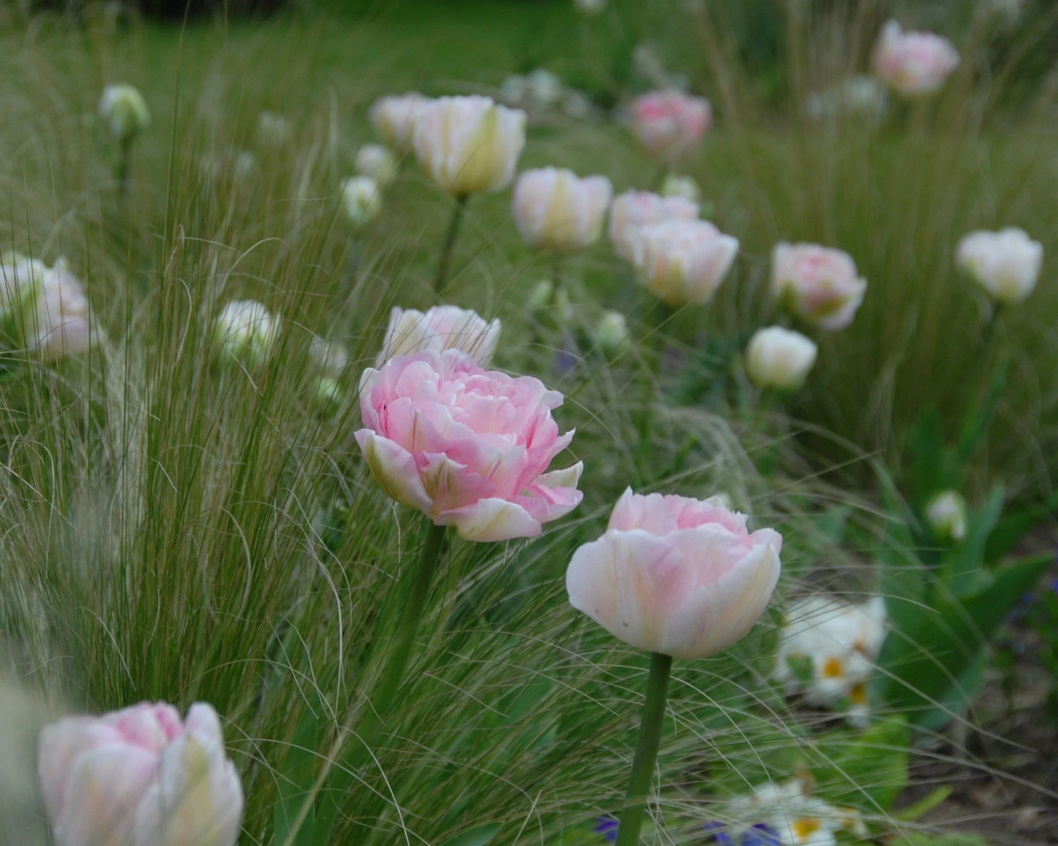 Tulip 'Angelique' 6 Tulip 'Angelique' - Image 4