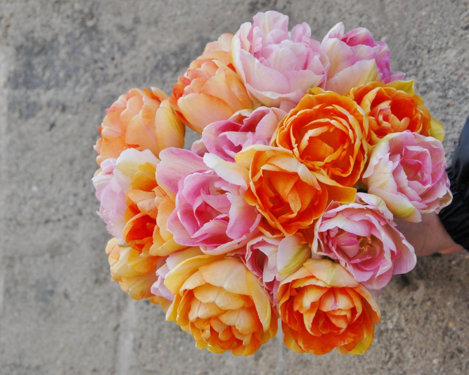 Tulip 'Angelique' 7 Tulip 'Angelique' - Image 5