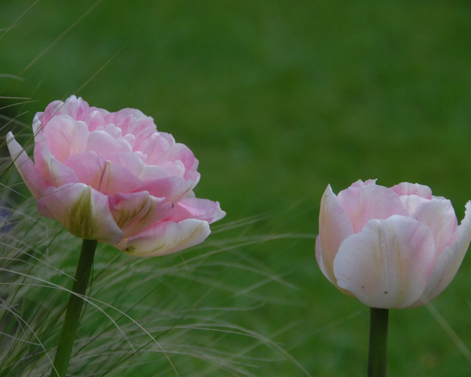 Tulip 'Angelique' 8 Tulip 'Angelique' - Image 6