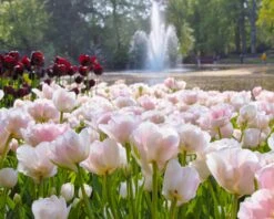 Tulip 'Angelique' 13 Tulip 'Angelique' -Beauty Flowers Shop tulip angelique 7