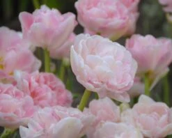 Tulip 'Angelique' 18 Tulip 'Angelique' -Beauty Flowers Shop tulip angelique 8