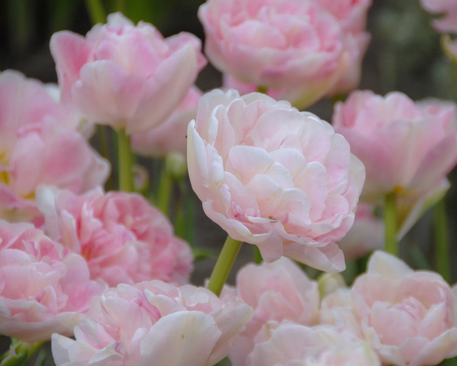 Tulip 'Angelique' 10 Tulip 'Angelique' - Image 8
