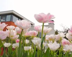 Tulip 'Angelique' 19 Tulip 'Angelique' -Beauty Flowers Shop tulip angelique 9