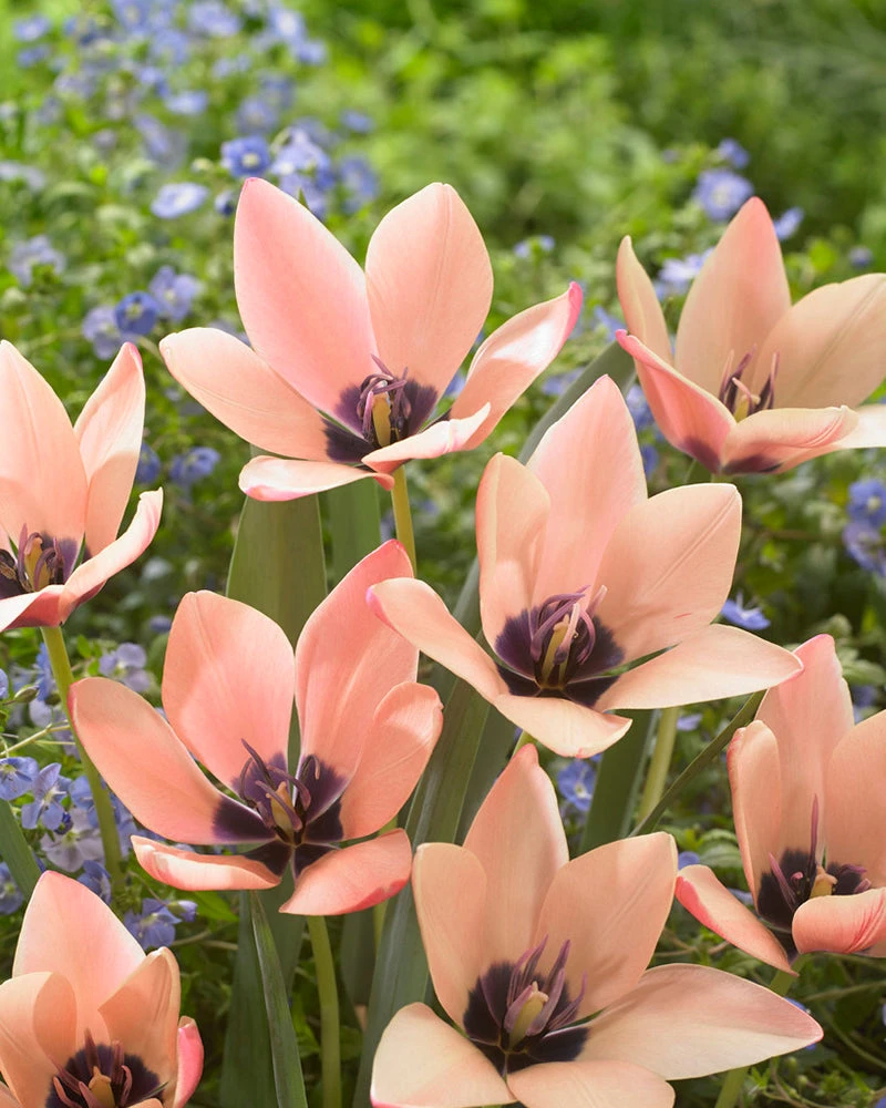 Tulip 'Annika' 4 Tulip 'Annika' - Image 2