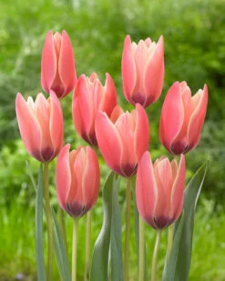 Tulip 'Annika' 12 Tulip 'Annika' -Beauty Flowers Shop tulip annika 3