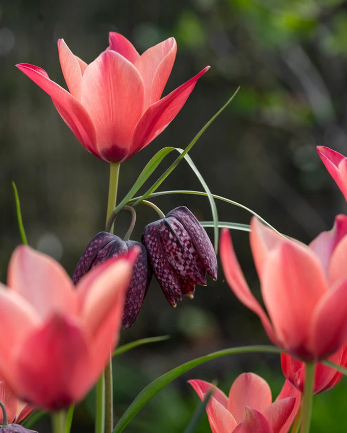 Tulip 'Annika' 8 Tulip 'Annika' - Image 6