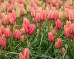 Tulip 'Annika' 15 Tulip 'Annika' -Beauty Flowers Shop tulip annika 6