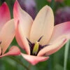 Tulip 'Annika' 1 Tulip 'Annika' -Beauty Flowers Shop tulip annika 7