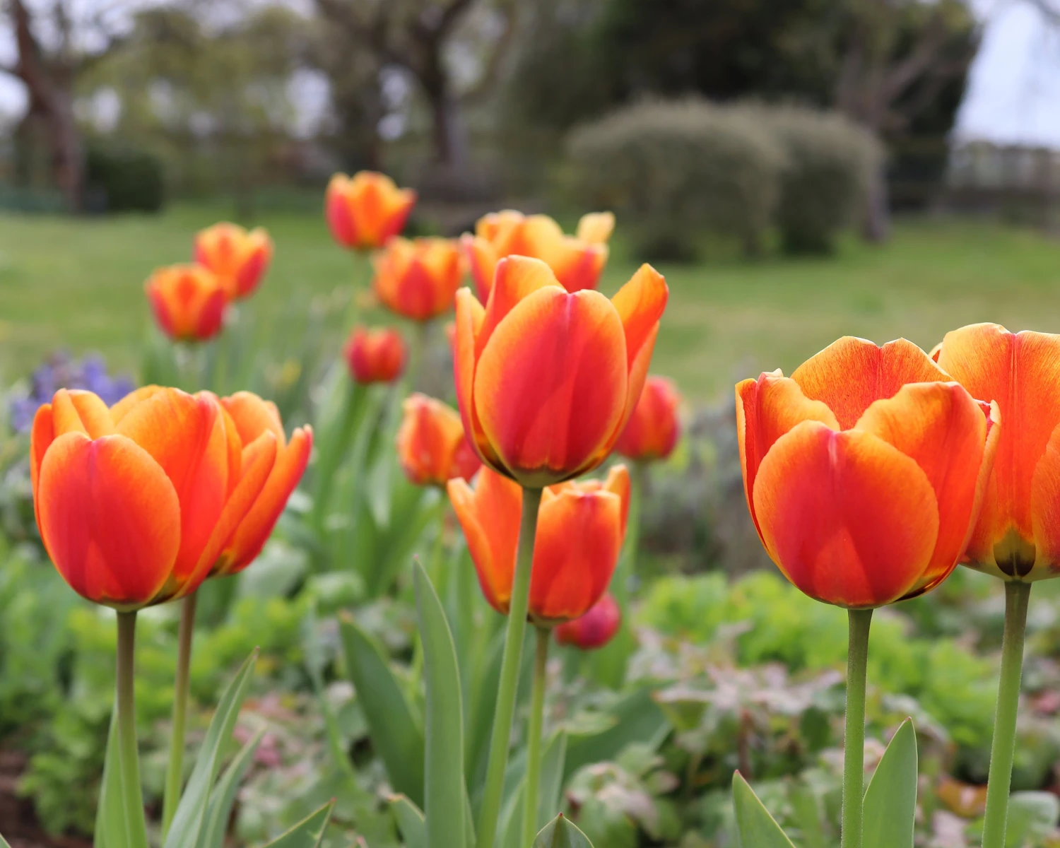 Tulip 'Apeldoorn Elite' 4 Tulip 'Apeldoorn Elite' - Image 2