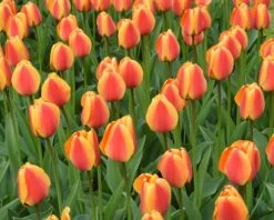 Tulip 'Apeldoorn Elite' 21 Tulip 'Apeldoorn Elite' -Beauty Flowers Shop tulip apeldoorn elite 1