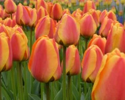 Tulip 'Apeldoorn Elite' 20 Tulip 'Apeldoorn Elite' -Beauty Flowers Shop tulip apeldoorn elite 2