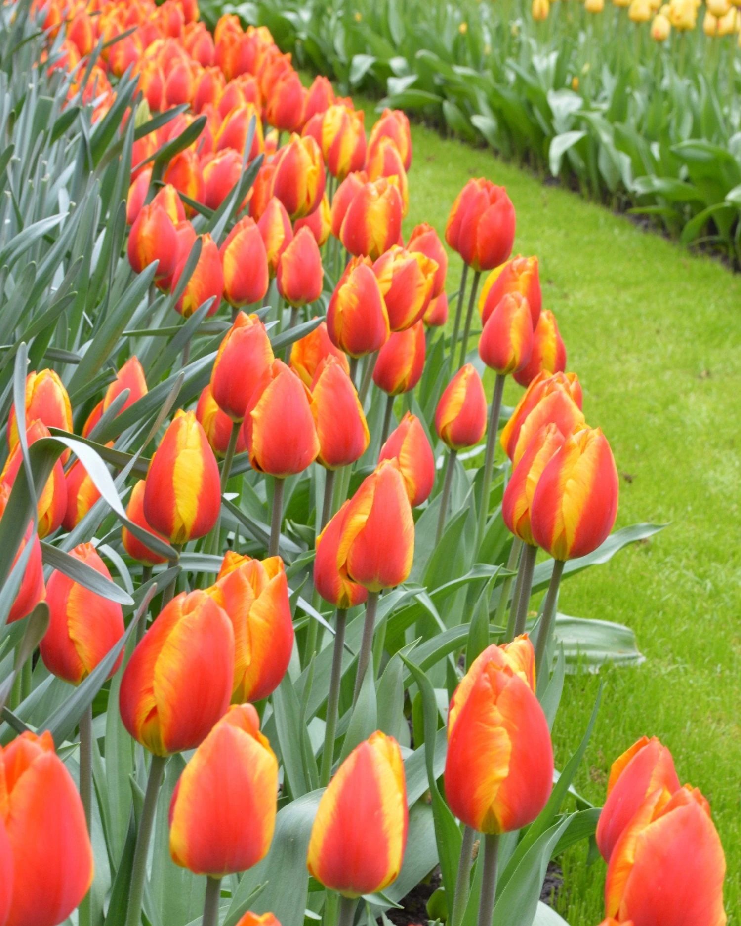 Tulip 'Apeldoorn Elite' 9 Tulip 'Apeldoorn Elite' - Image 7