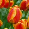 Tulip 'Apeldoorn Elite' 1 Tulip 'Apeldoorn Elite' -Beauty Flowers Shop tulip apeldoorn elite 5