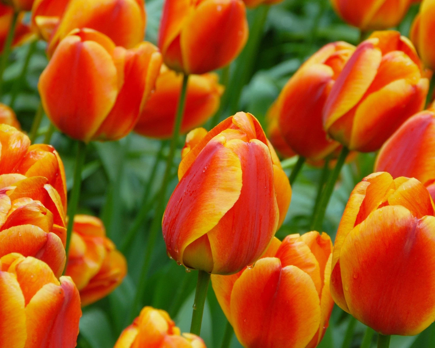 Tulip 'Apeldoorn Elite' 7 Tulip 'Apeldoorn Elite' - Image 5