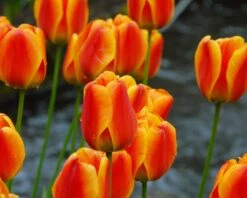 Tulip 'Apeldoorn Elite' 15 Tulip 'Apeldoorn Elite' -Beauty Flowers Shop tulip apeldoorn elite 7