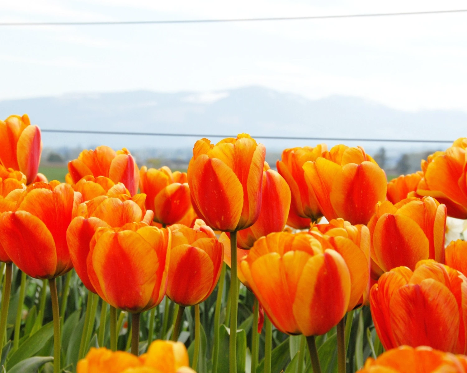 Tulip 'Apeldoorn Elite' 5 Tulip 'Apeldoorn Elite' - Image 3