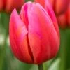 Tulip 'Aphrodite' 1 Tulip 'Aphrodite' -Beauty Flowers Shop tulip aphrodite 5