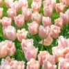 Tulip 'Apricot Beauty' 2 Tulip 'Apricot Beauty' -Beauty Flowers Shop tulip apricot beauty 1