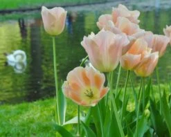 Tulip 'Apricot Beauty' -Beauty Flowers Shop tulip apricot beauty 3