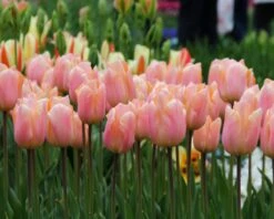 Tulip 'Apricot Beauty' -Beauty Flowers Shop tulip apricot beauty 4