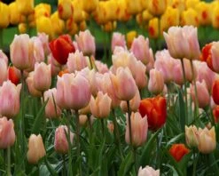 Tulip 'Apricot Beauty' -Beauty Flowers Shop tulip apricot beauty 8