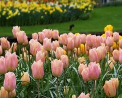 Tulip 'Apricot Beauty' -Beauty Flowers Shop tulip apricot beauty 9