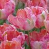 Tulip 'Apricot Parrot' 2 Tulip 'Apricot Parrot' -Beauty Flowers Shop tulip apricot parrot 1