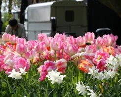 Tulip 'Apricot Parrot' -Beauty Flowers Shop tulip apricot parrot 1 bf093fcb 529d 46f9 beec 54e5665104b4